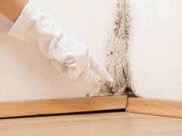 Why You Should Choose Our Mold Remediation Services in Tappan, NY